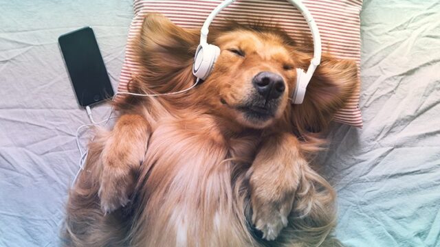 Dog with headphones sleeping